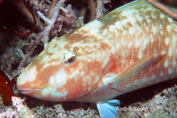 UW237-5 (parrotfish)Andre Seale